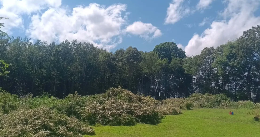 Field edge cleared of overgrown brush